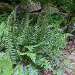 Polystichum Acrostichoides - Christmas Fern -Garden Bloomy Shop x600 34920