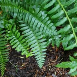 Polystichum Acrostichoides - Christmas Fern -Garden Bloomy Shop x600 34923