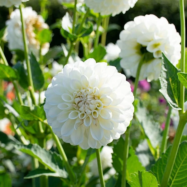 Dahlia 'Boom Boom White' 4 Dahlia 'Boom Boom White' - Image 2