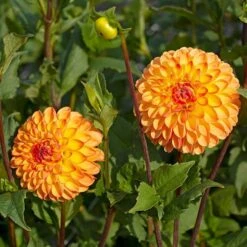 Dahlia 'Jowey Chantal' -Garden Bloomy Shop x600 35176