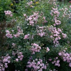 Rose 'The Fairy' -Garden Bloomy Shop x600 35274