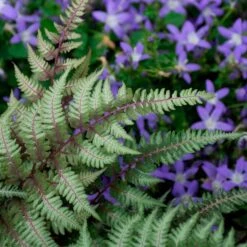 Athyrium Niponicum Var. Pictum - Japanese Painted Fern -Garden Bloomy Shop x600 35275