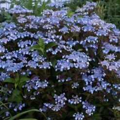 Hydrangea Serrata Tiny Tuff Stuff™ - 1 Gallon Pot -Garden Bloomy Shop x600 35276