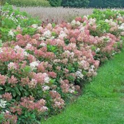 Hydrangea Paniculata Little Quick Fire® -Garden Bloomy Shop x600 35312