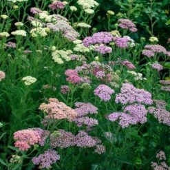 Achillea Millefolium Colorado Mix 11 Achillea Millefolium Colorado Mix -Garden Bloomy Shop x600 35348