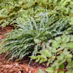 Hosta 'Silly String' 6 Hosta 'Silly String' -Garden Bloomy Shop x600 35353