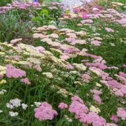 Achillea Millefolium Colorado Mix 10 Achillea Millefolium Colorado Mix -Garden Bloomy Shop x600 35370