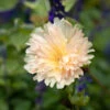 Alcea Rosea Spring Celebrities™ 'Apricot' -Garden Bloomy Shop x600 35543