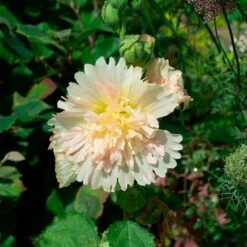 Alcea Rosea Spring Celebrities™ 'Apricot' -Garden Bloomy Shop x600 35545