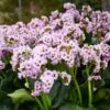 Bergenia 'Fairytale Romance' -Garden Bloomy Shop x600 35643