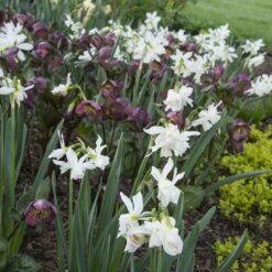 Narcissus 'Thalia' -Garden Bloomy Shop x600 35684