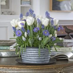 Three Months Of Winter Bulb Gardens, December - February 7 Three Months Of Winter Bulb Gardens, December - February -Garden Bloomy Shop x600 35686