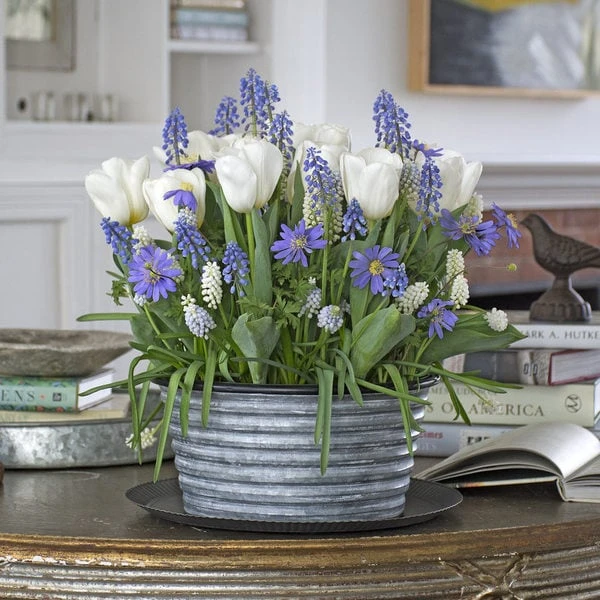 Three Months Of Winter Bulb Gardens, December - February 4 Three Months Of Winter Bulb Gardens, December - February - Image 3