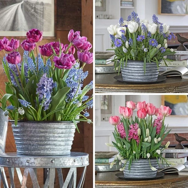 Three Months Of Winter Bulb Gardens, December - February 2 Three Months Of Winter Bulb Gardens, December - February