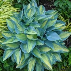 Hosta 'June' -Garden Bloomy Shop x600 35764
