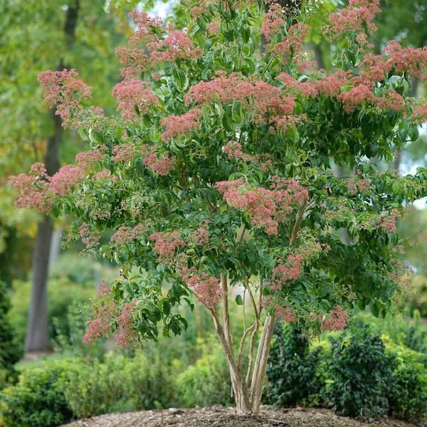 Heptacodium Miconioides Temple Of Bloom® 3 Heptacodium Miconioides Temple Of Bloom®