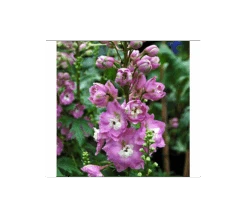 Delphinium 'Centurion Rose Shades'