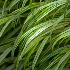 Ornamental Grass: Hakonechloa Macra 'Aureola' -Garden Bloomy Shop x600 35961