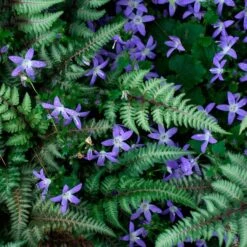 Campanula Poscharskyana 'Blue Gown' 7 Campanula Poscharskyana 'Blue Gown' -Garden Bloomy Shop x600 35991
