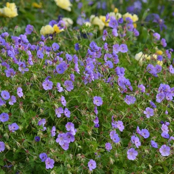 Geranium Rozanne® 4 Geranium Rozanne® - Image 2