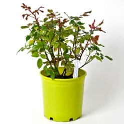 Rose Pink Double Knock Out® -Garden Bloomy Shop x600 36126