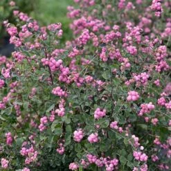 Symphoricarpos Proud Berry® -Garden Bloomy Shop x600 36188