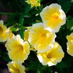 Sun & Sky Annual Collection -Garden Bloomy Shop x600 36226