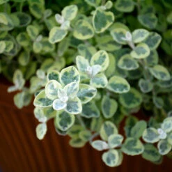 Sun & Sky Annual Collection -Garden Bloomy Shop x600 36227