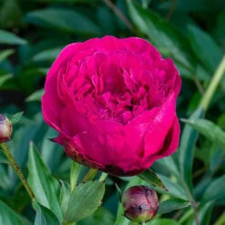 Peony 'Kansas' -Garden Bloomy Shop x600 36298