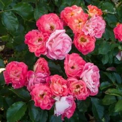 Rose Easy Elegance® Coral Cove -Garden Bloomy Shop x600 36306