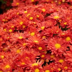 Chrysanthemum 'Pumpkin Igloo' 6 Chrysanthemum 'Pumpkin Igloo' -Garden Bloomy Shop x600 36316