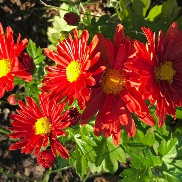 Chrysanthemum 'Pumpkin Igloo' 5 Chrysanthemum 'Pumpkin Igloo' - Image 3