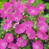 Geranium Sanguineum 'Max Frei' -Garden Bloomy Shop x600 36351