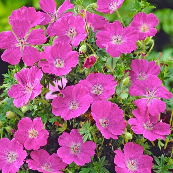 Geranium Sanguineum 'Max Frei' 3 Geranium Sanguineum 'Max Frei'