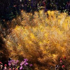 Amsonia Hubrichtii 20 Amsonia Hubrichtii -Garden Bloomy Shop x600 36413