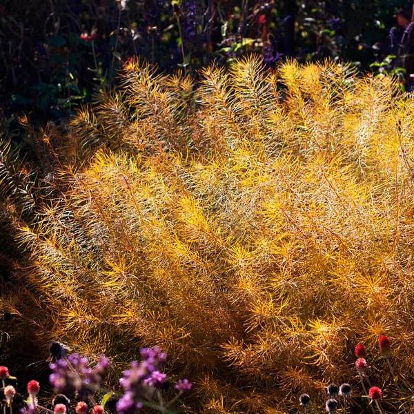 Amsonia Hubrichtii 10 Amsonia Hubrichtii - Image 8