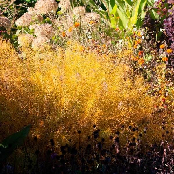 Amsonia Hubrichtii 11 Amsonia Hubrichtii - Image 9