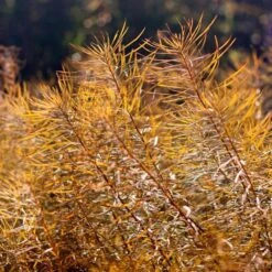 Amsonia Hubrichtii 22 Amsonia Hubrichtii -Garden Bloomy Shop x600 36415