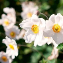 Anemone X Hybrida 'Honorine Jobert' -Garden Bloomy Shop x600 36416