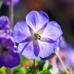 Geranium Rozanne® 12 Geranium Rozanne® -Garden Bloomy Shop x600 36421