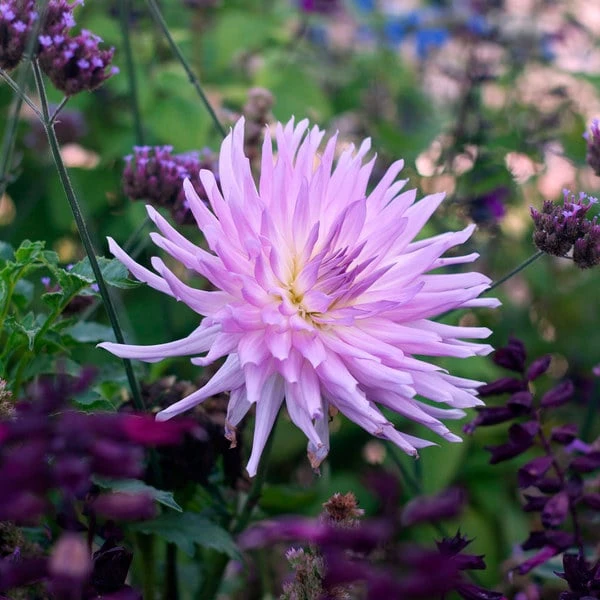 Dahlia 'Mingus Randy' 5 Dahlia 'Mingus Randy' - Image 3