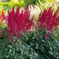 Astilbe X Arendsii 'Fanal' 11 Astilbe X Arendsii 'Fanal' -Garden Bloomy Shop x600 36483