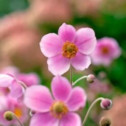 Anemone X Hybrida 'Robustissima' 12 Anemone X Hybrida 'Robustissima' -Garden Bloomy Shop x600 36487