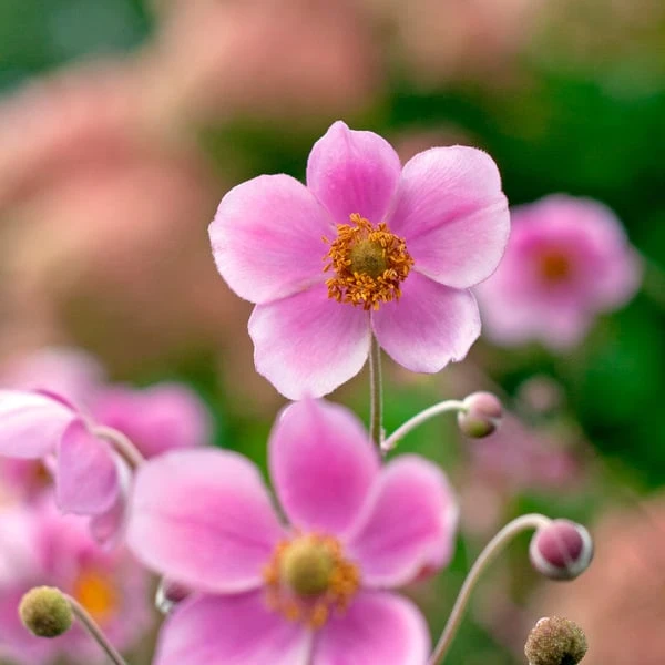 Anemone X Hybrida 'Robustissima' 6 Anemone X Hybrida 'Robustissima' - Image 4