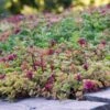 Sedum Tile® Color Splash -Garden Bloomy Shop x600 36507
