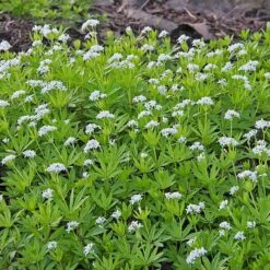 Galium Odoratum