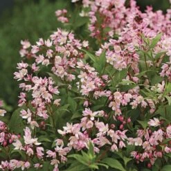 Deutzia Yuki Cherry Blossom® 9 Deutzia Yuki Cherry Blossom® -Garden Bloomy Shop x600 36532