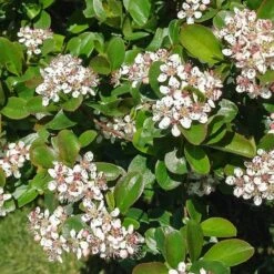 Aronia Melanocarpa Low Scape® Mound -Garden Bloomy Shop x600 36564