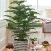 Norfolk Island Pine In Rope Basket -Garden Bloomy Shop x600 36624