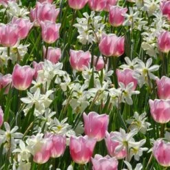 Narcissus 'Thalia' -Garden Bloomy Shop x600 36660